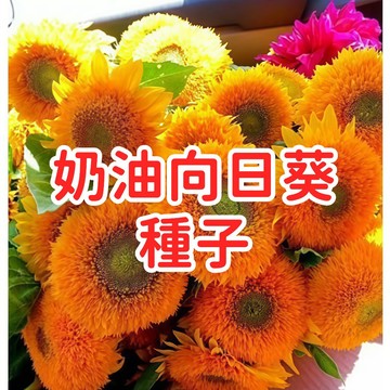 現貨【奶油向日葵種子】重瓣花 盆栽庭院 易種植 開花快速 台灣氣候 家庭園藝 兒童園藝 鮮黃花海 好照顧