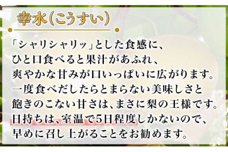 茨城県産「幸水梨」約5kg