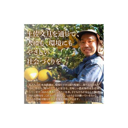 ふるさと納税 本場、高知県土佐市産！土佐水谷農園の露地土佐文旦 約10キロ 10kg（2L 4L 16玉前後） 文旦 ぶんたん ブンタン 土佐文旦 柑橘 フ.. 高知県土佐市