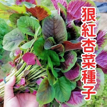台灣紅杏菜種子 俗稱紅莧菜種 家庭菜園易種植 葉用蔬菜 四季可播 耐熱強健 盆栽陽台田園皆宜 紅葉營養高 快發芽好收成
