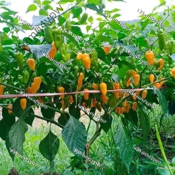 台灣現貨🌱永安黃辣椒種子（100粒） 四季高產 閩南特色魔鬼辣椒種子迷你小辣椒（巨辣品種）特色蔬菜種子盆栽菜園春秋種植
