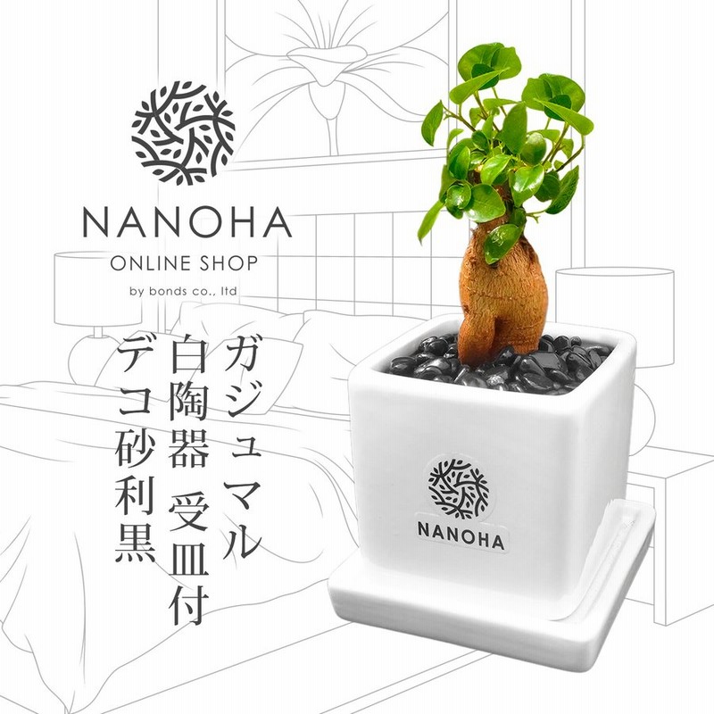 ガジュマル 白陶器 受皿付き 栄養たっぷりの土を使用し育てやすい 黒デコ砂利 化粧石 観葉植物 おしゃれ 清潔感 本物 インテリア がじゅまる 多幸の木 通販 Lineポイント最大0 5 Get Lineショッピング