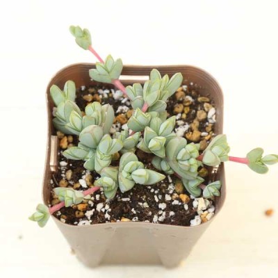 多肉植物 コルプスキュラリア ランプランツ（レーマニー）メセン 7.5cm