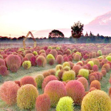青禾園藝（地膚草種子）多款地膚草種子🥬 當季新種 發芽率高 觀賞新強  淨化空氣 四季易種植  園林 庭院 盆栽