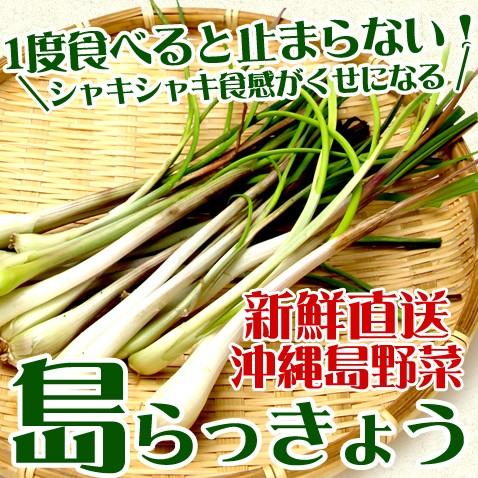 島らっきょう 生 500g 伊江島産 沖縄 お取り寄せ グルメ