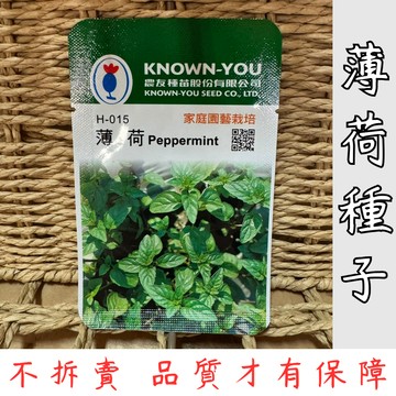 【台灣現貨-天天出】薄荷種子 香草植物 種子 芳香薄荷 室內陽台栽種 易種植 高發芽率 家庭園藝 蔬菜香草