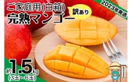 ＜訳あり・ご家庭用＞完熟アップルマンゴー約1.5kg（白箱）3玉～6玉