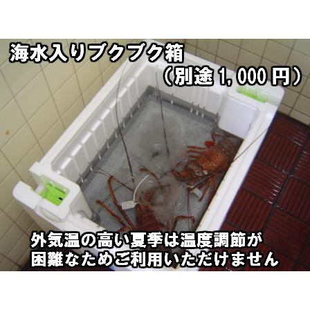 淡路島産天然活伊勢えび2〜5尾で合計1.2kｇ（イセエビ　伊勢海老　いせえび）（訳あり　理由あり　ヒゲ折れ）