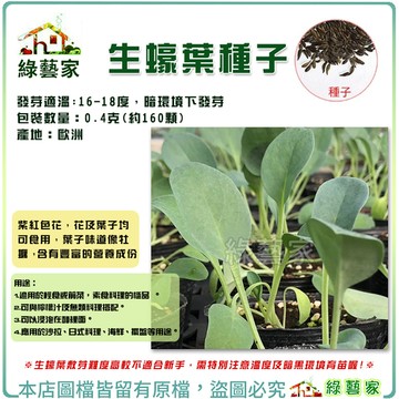 【綠藝家】生蠔葉種子0.4克(約160顆)