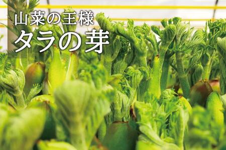 [宮城県角田市産]産地直送 朝採れ山菜　タラの芽　500g