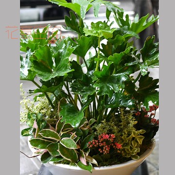 羽裂蔓綠絨植栽