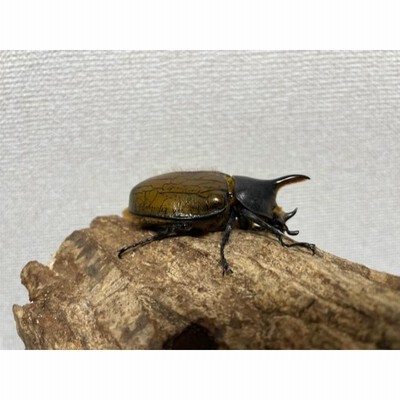 レア種]ヘラクレスモリシマイ成虫66mmオス♂（ヘラクレス
