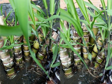竹蔗苗 每株50元