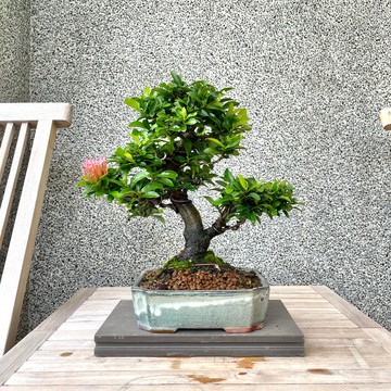 小品盆栽-粉紅仙丹 盆景 送禮