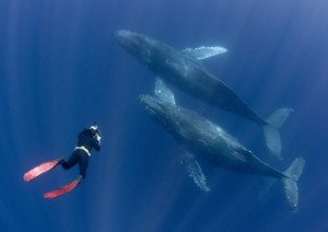 絵画風 壁紙ポスター ダイビング クジラ スキューバ ダイバー 深海 海 キャラクロ Dvg 005a2 版 594mm 4mm 通販 Lineポイント最大1 0 Get Lineショッピング