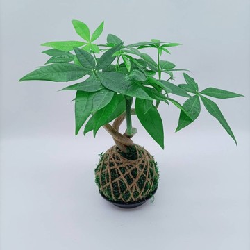 苔球植物  招財樹  馬拉巴栗  室內植物  懶人盆栽