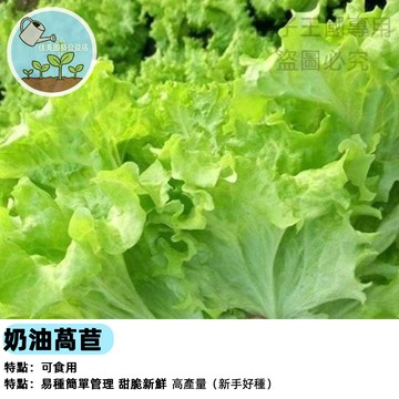 【四季可種】奶油萵苣種子 結球生菜 蘿蔓心替代 清脆香甜 沙拉必備 家庭水耕 陽台盆栽快速採收 新手友善 居家種菜