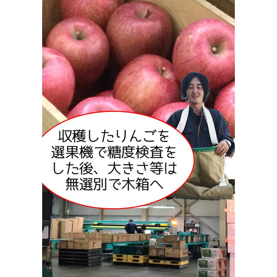 りんご 訳あり 10kg箱 青森県産 サンふじ りんご 10Kg前後 送料無料 糖度保証 りんご 訳あり 約10Kg 予約 11月上旬頃発送