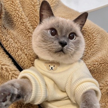可愛小貓咪衣服寵物秋冬裝保暖加絨衛衣布偶貓藍狗狗小型犬防掉毛