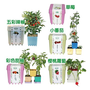 Iplant小農場diy蔬果盆栽積木植栽花卉 蔬果 香料療癒植栽 久大文具 蝦皮商城 Line購物