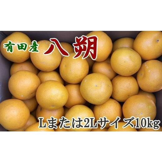 ふるさと納税 和歌山県 有田川町 有田産の八朔10kg（Lまたは2Lサイズいずれかお届け）★2024年1月中旬より順次発送