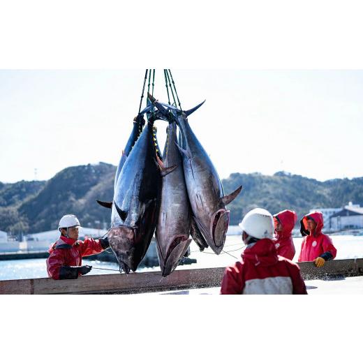 ふるさと納税 和歌山県 湯浅町 AZ6021_本マグロ （養殖） 赤身 ＆ トロ セット 3kg