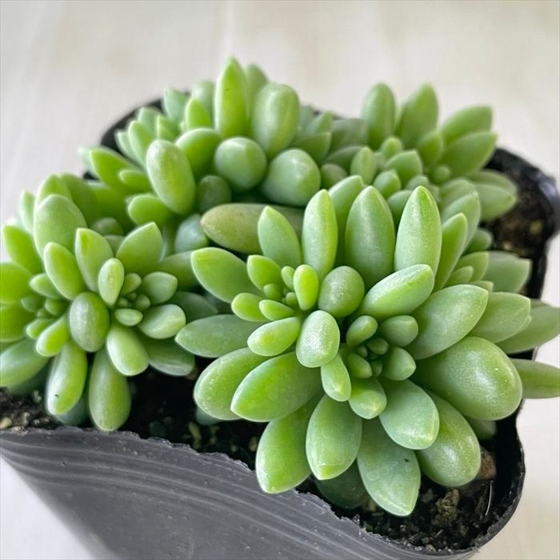 多肉植物 セダム