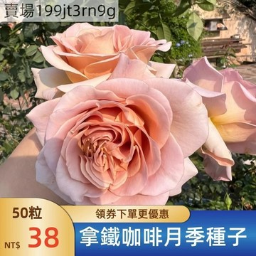 現貨🌹【拿鐵咖啡月季種子】（250粒）包對版 今年新種 現貨速發 多年生玫瑰種子  庭院陽台室內外盆栽花卉 綠植造景種籽