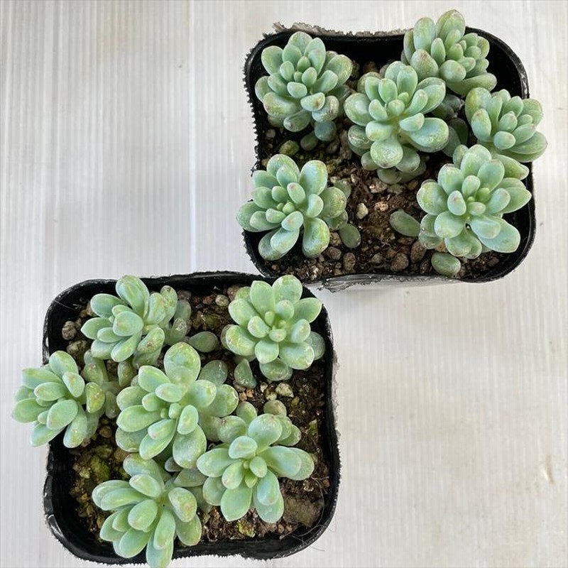 多肉植物 seグラプトペタルム パキフィルム 多肉植物 多肉植物 seグラプトペタルム パキフィルム 多肉植物