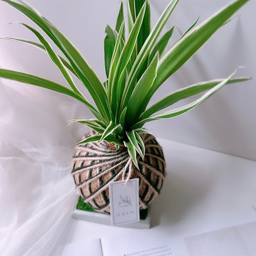 小苔球 吊蘭 植栽 淨化空氣 室內植物