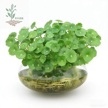 （水生）銅錢草種子（金錢草銅幣草）土培水培綠植桌面陽台盆栽金錢草招財旺宅魚缸造景旺風水除甲醛馬蹄金種子觀葉植物