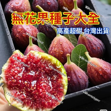 現貨 無花果種子（500粒）特大無花果種子 四季盆栽水果種子 耐寒耐旱易養活 甜度高產量 多年生 一次種植 多次採收