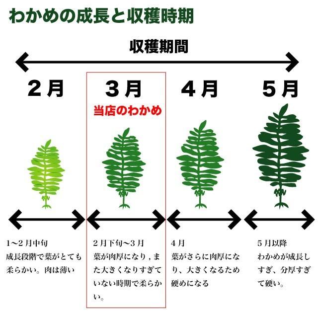 わかめ 三陸産 生わかめ  一等級 400g 国産 原藻 塩蔵わかめ 肉厚 減塩 送料無料