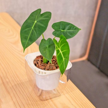 絨葉觀音蓮  免澆水方形盆栽 室內植物 觀葉植物 禮物 盆栽
