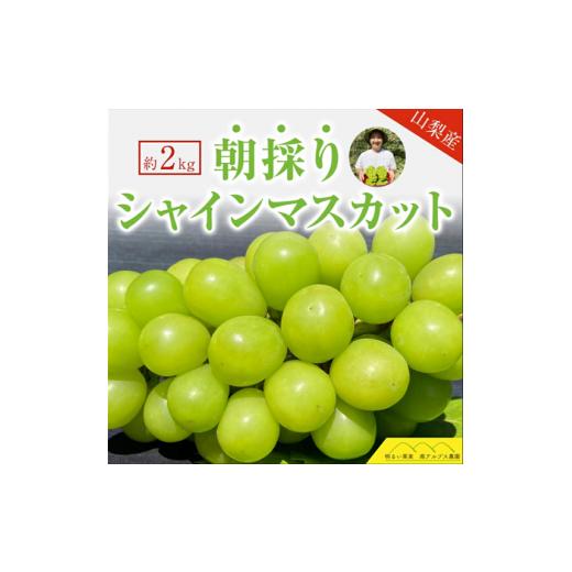 ふるさと納税 山梨県 南アルプス市 5-79 2024年発送分 シャインマスカット ３〜４房（約2kg） フルーツ 山梨 くだもの 大粒…