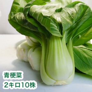  青梗菜 200g10株入り 約2kg ちんげんさい チンゲンサイ サラダ 送料無料 chingensai 野菜 おひたし
