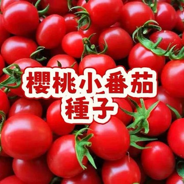 次日達-(櫻桃小番茄種子) 聖女果  當季新籽 營養豐富 美味可口 新手易種植 四季播種 產量高 陽台庭院盆栽 #超優惠