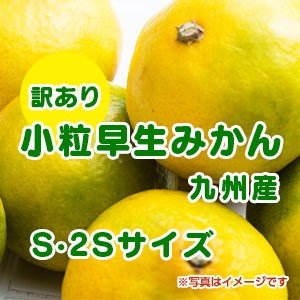 九州産　訳あり小粒みかん１０kg