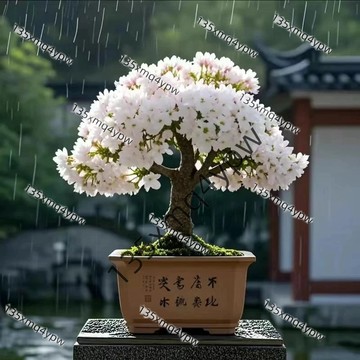現貨 日本櫻花種子（50粒）四季種植 超低價 染井吉野 奈良 白玉櫻花 多款櫻花種子 四季開花 室內易活 限時下殺