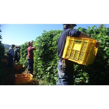 ふるさと納税 野菜　野菜詰め合わせ　旬のお野菜おまかせセット橋本自然農苑　自然栽培　野菜セット　季節の野菜 和歌山県橋本市