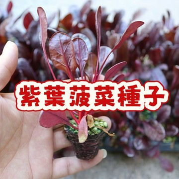 🔥【紫葉菠菜種子 】觀賞食用兩相宜 富含花青素抗氧化  新手友善輕鬆培育 快速發芽健康生長  限量熱賣搶