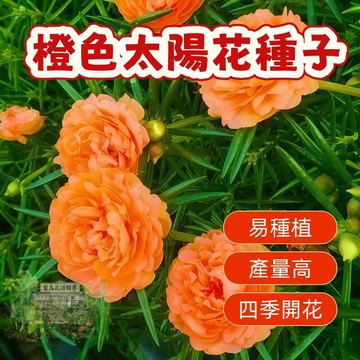 🌹 橙色太陽花種子  四季種植 稀有重瓣 四季播種松葉牡丹易活開花不斷室內外陽臺種植 觀賞花卉種子 超低價
