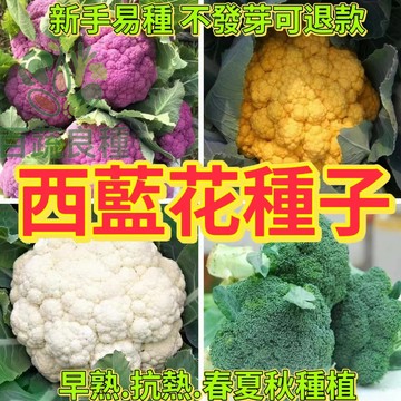 西藍花種子 青花菜 白花菜 台灣蔬菜種子 家庭菜園 十字花科 秋冬季播種 陽台盆栽 有機栽培 育苗容易 新鮮採收 蔬菜種