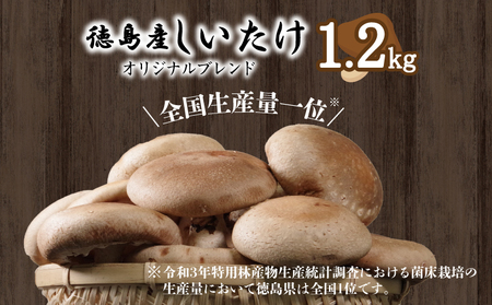 しいたけ 1kg 冷蔵 国産 徳島県 椎茸 しいたけ きのこ 肉厚 濃厚 家庭用 おかず 大人気しいたけ 人気しいたけ 絶品しいたけ 至高しいたけ 国産しいたけ 徳島県産しいたけ 徳島県しいたけ ギフトしいたけ お中元しいたけ 贈答用しいたけ 本格しいたけ しいたけ