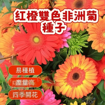 🌷🌷红橙雙色非洲菊種子 【非洲菊種子】 今年新籽 發芽率高 見土即活 花開爆盆 四季可播  新手易種易活 陽台庭院盆栽