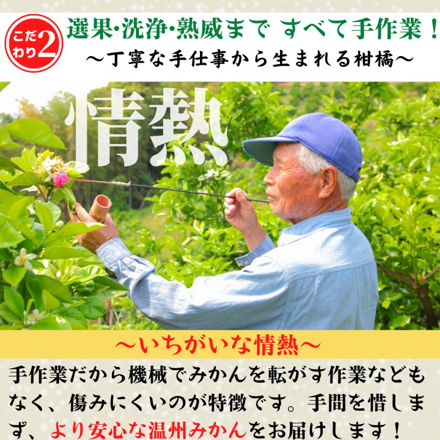 10月下旬発送 高知県産 減農薬 温州みかん 優品 5kg 石灰質の土壌で育てた蜜柑