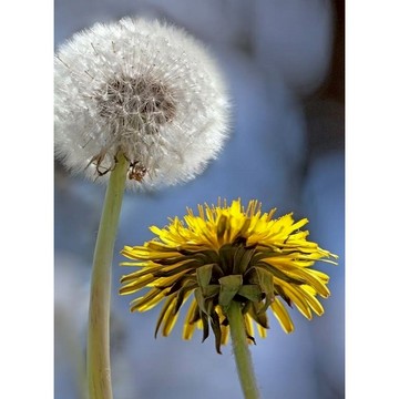 台灣現貨現發 本店精選 蒲公英種子網紅巨型鴉蔥婆羅門參種籽陽臺盆栽發芽率極高