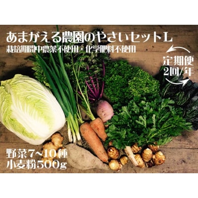 あまがえる農園のやさいセットL(栽培期間中農薬・化学肥料不使用)