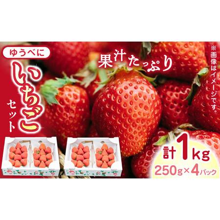 ふるさと納税 熊本県産 ゆうべに いちご 計1kg 250g × 4P 農園直送 産地直送 熊本県産いちご 山都町産いちご 完熟いちご .. 熊本県山都町