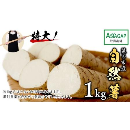 ふるさと納税 先行予約 自然薯 1kg じねんじょ とろろ 山菜 [DD001ci] 茨城県筑西市